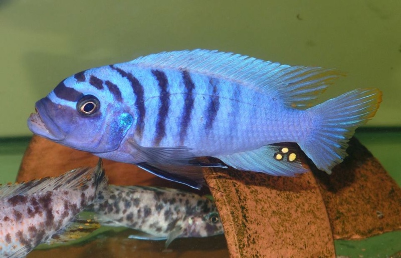 Maylandia fainzilberi 'Lutara Reef'